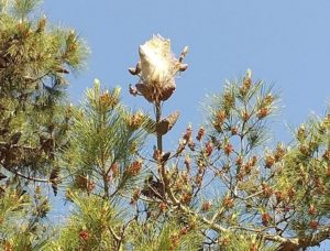 Particolare di un fiore